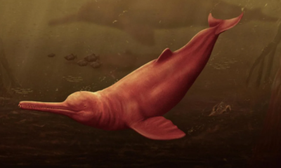 Uma reconstrução artística retrata a yacuruna pebanista nas águas turvas da proto-Amazônia peruana
Jaime Bran