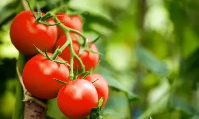 1140798133-tomate-1 Tomate
Foto: Shutterstock / Sport Life