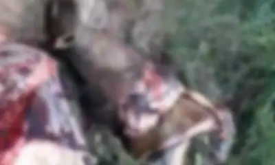 CAVALO_2-996×600 CAVALO_2-996x600