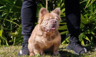 Conheca-o-cachorro-mais-valioso-do-mundo-que-custa-R-600-mil-5-600×400 Conheca-o-cachorro-mais-valioso-do-mundo-que-custa-R-600-mil-5-600x400