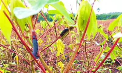 LAGARTA_PRAGA_MANDIOCA_MANDORAVA-996x600