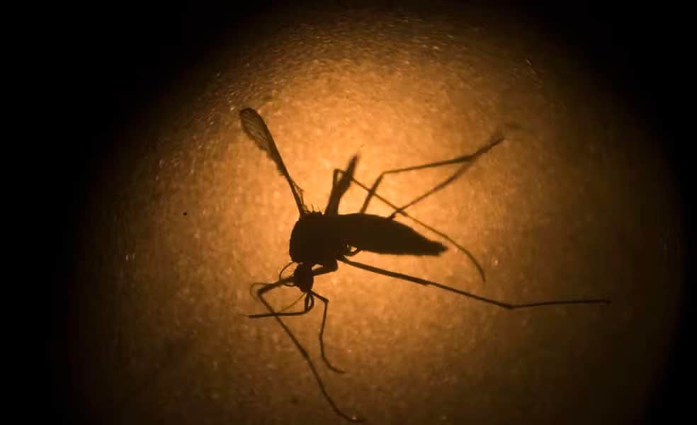 WhatsApp Image 2024-04-08 at 17.49.53 O Aedes aegypti, o mosquito transmissor da dengue, visto através de microscópio eletrônico na Fiocruz Pernambuco, no Recife. — Foto: AP Photo/Felipe Dana