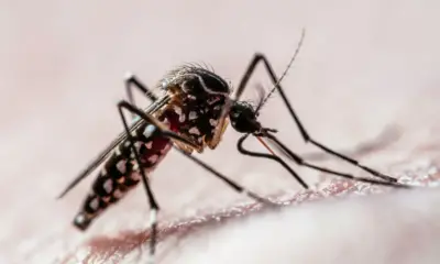 aedes-aegypti Aedes aegypti é o mosquito transmissor da dengue, zika e chikungunya
Joao Paulo Burini/GettyImages