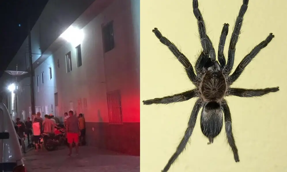 aranha 2 996x600