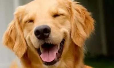 cao joca e1713895887655