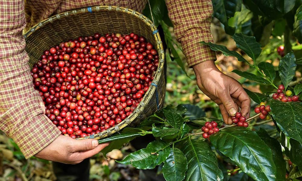 colheita de cafe min 1 1024×682 colheita de cafe min 1 1024x682