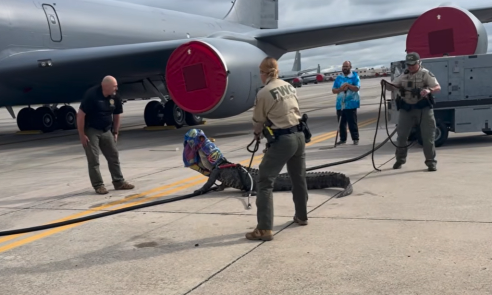 crocodilo eua e1713990603585 crocodilo eua e1713990603585