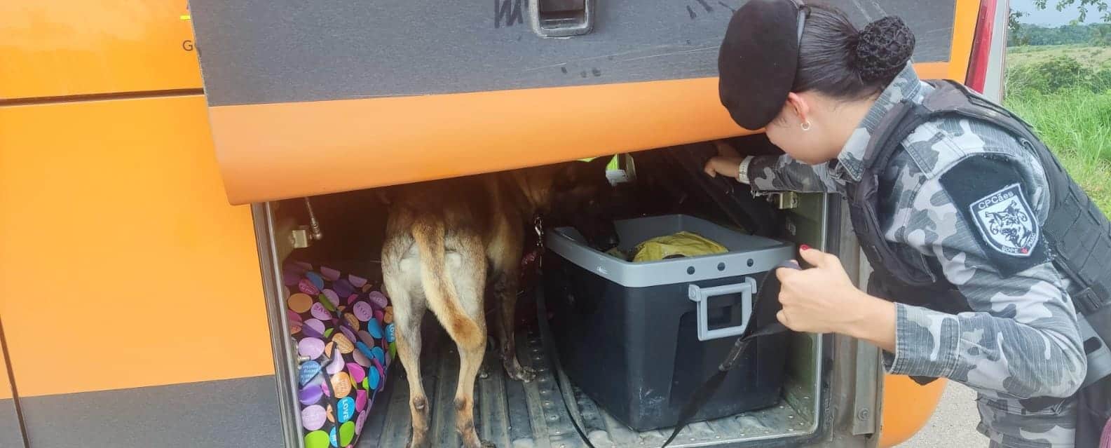 Cpcães e Coe apreendem 16Kg de droga em transporte coletivo