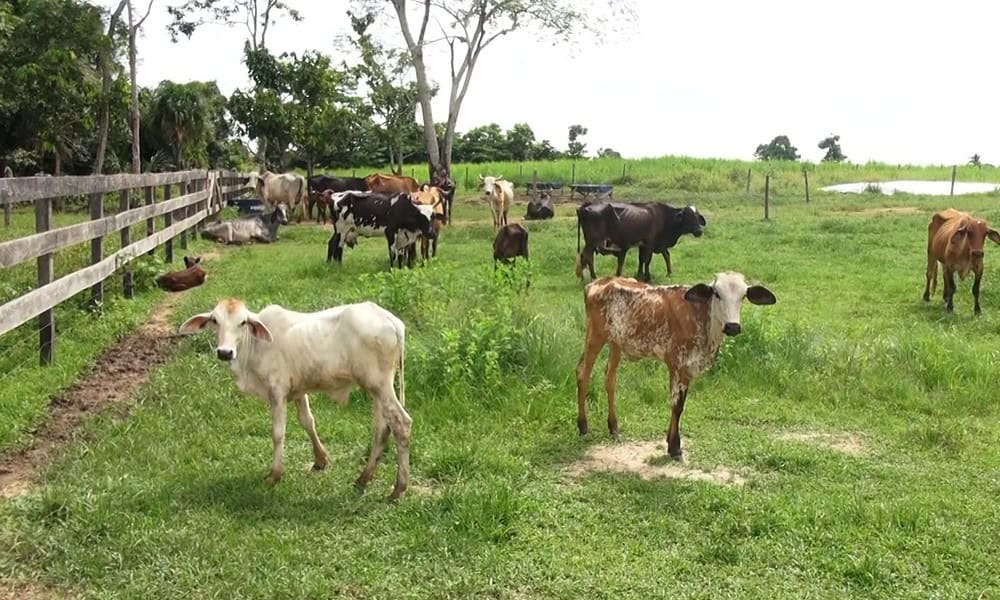 fortalecimento setor produtivoed v2 8 1 e1714005953993 fortalecimento setor produtivoed v2 8 1 e1714005953993