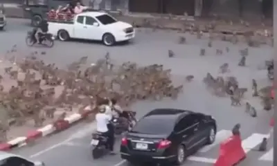 gangue-de-macacos-vb6agmsvk7cl Gangue de macacos aterrorizando cidade na Tailândia.
Foto: Foto: reprodução tik tok