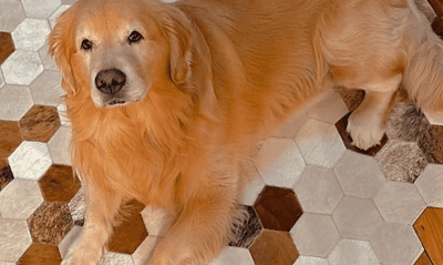 goldeninstaok 589x450