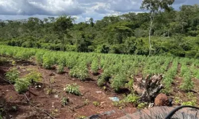 maconhapf119 maconhapf119