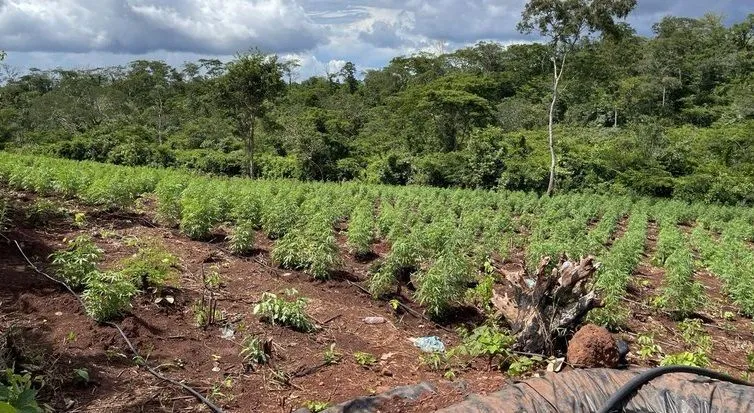 maconhapf119