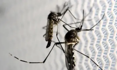 mosquitos_aedes_aegypti_dengue-1-1000×600 (1) Foto: Reuters/PauloWhitaker