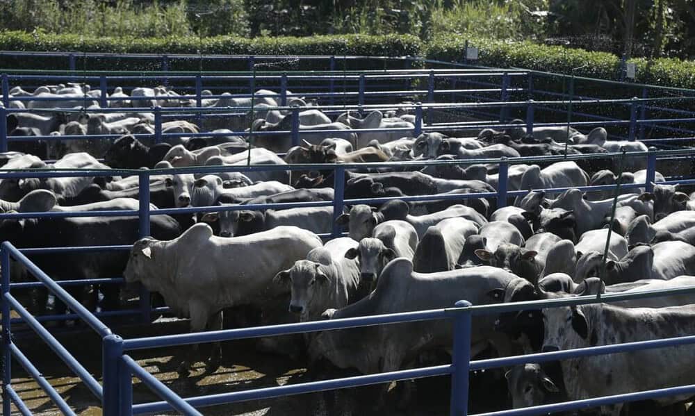 rebanho bovino 1024×683 rebanho bovino 1024x683