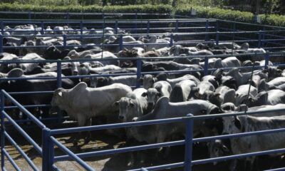 rebanho bovino 1024x683