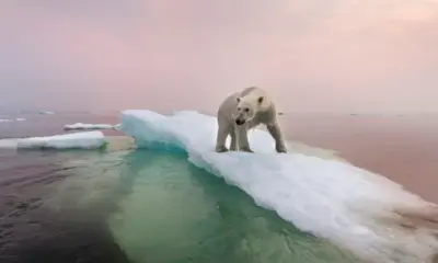 urso polar em cima de iceberg na baia hudson no canada 1600796378048 v2 900×506.jpg urso polar em cima de iceberg na baia hudson no canada 1600796378048 v2 900x506.jpg
