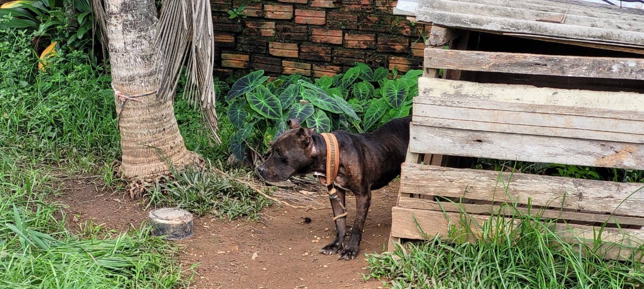 Polícia Civil resgata cães vítimas de maus-tratos em Rio Branco
