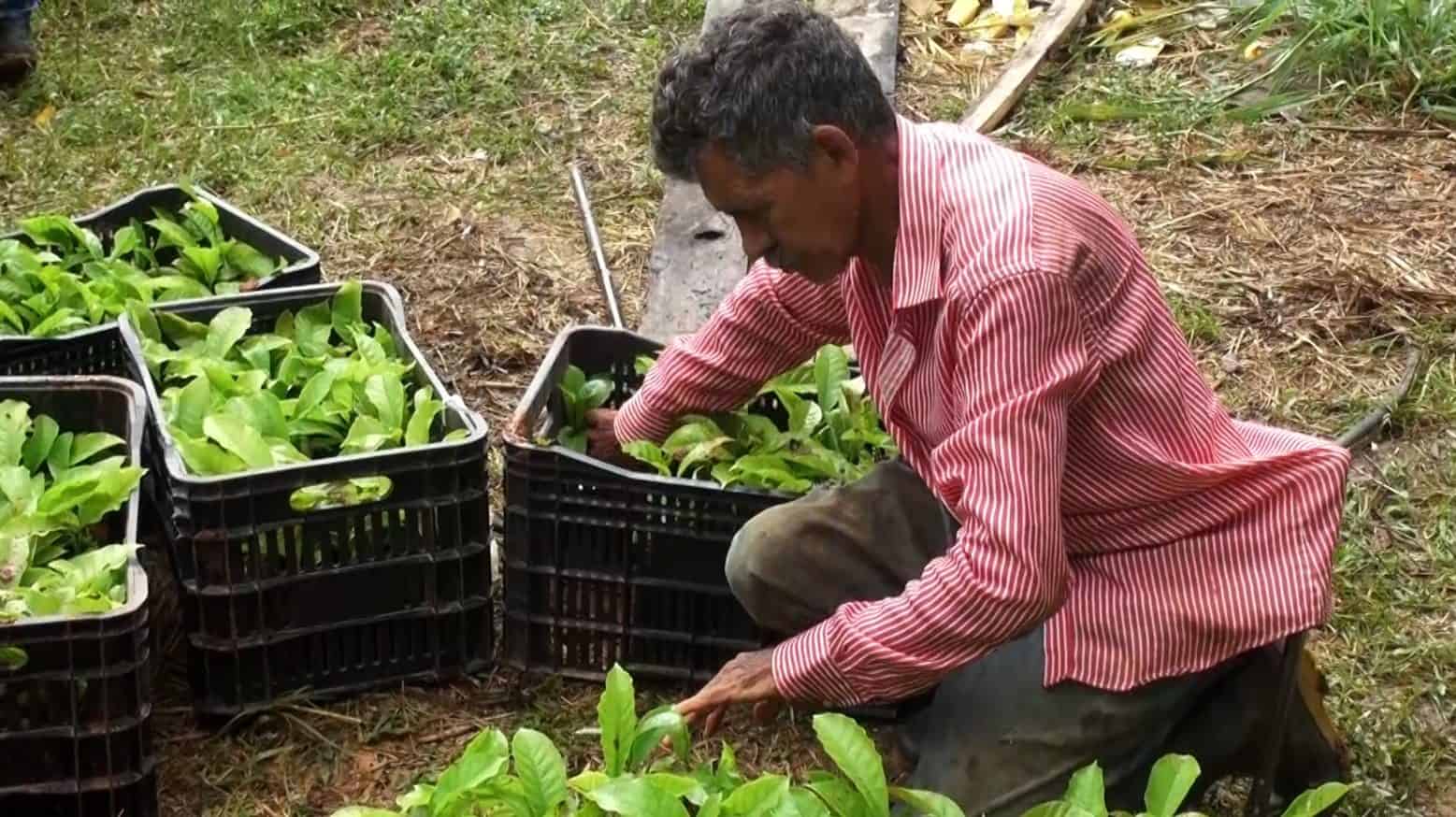 Café clonal é incorporado na cultura da zona rural de Rio Branco pela prefeitura