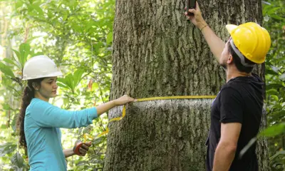 240416 netfloraia 1 felipe sa coleta de dados 1 900×600 240416 netfloraia 1 felipe sa coleta de dados 1 900x600