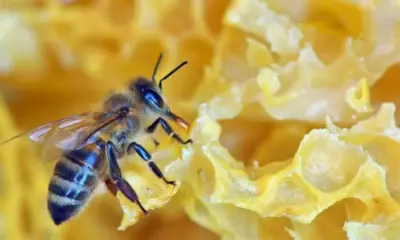 abelha rainha em um favo de mel 1505248846802 750x421.jpg