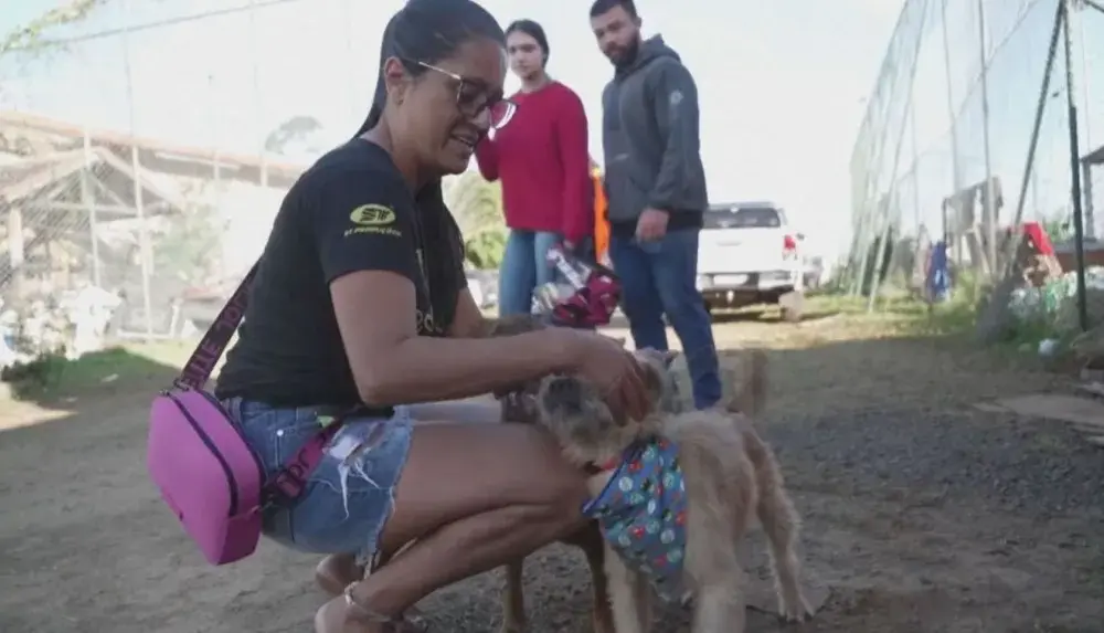 animais canoas animais canoas