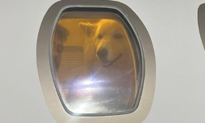 cachorro nattan capa cachorro nattan capa