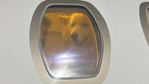 cachorro nattan capa
