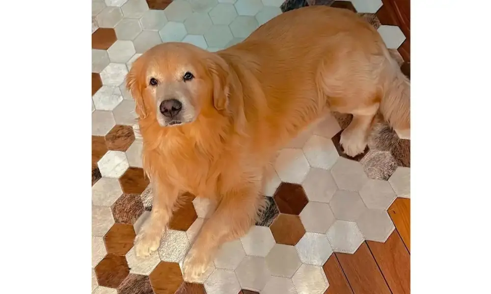 cachorro morre apos ser transportado pela gol1 cachorro morre apos ser transportado pela gol1