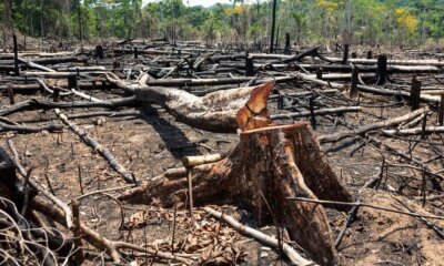 desmatamento 1 1000x600