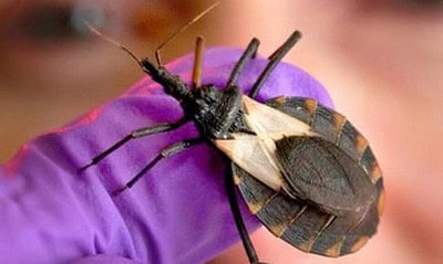 extra 29 976×600 extra 29 976x600