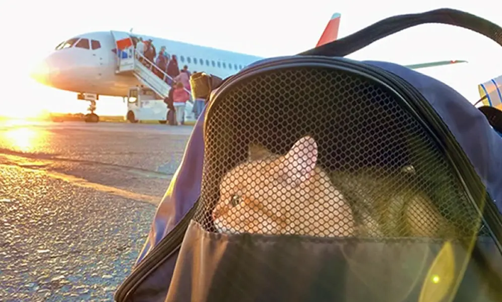 gato no aviao 996x600