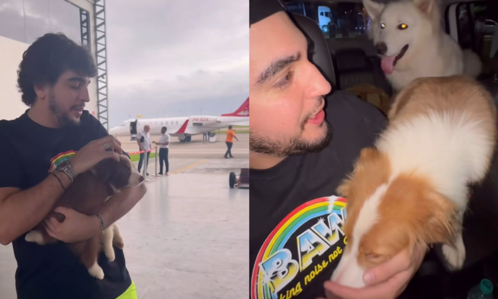 nattan cachorros henrique e juliano nattan cachorros henrique e juliano