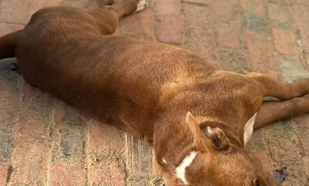 pitbull morto 996x600