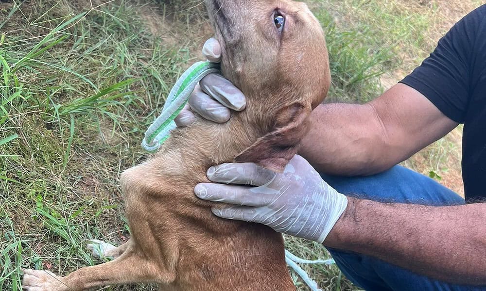 whatsapp image 2024 05 13 at 19.15.03 whatsapp image 2024 05 13 at 19.15.03