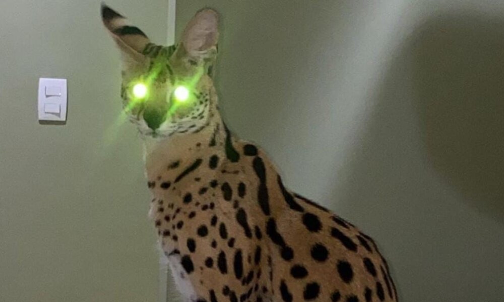 whatsapp image 2024 05 21 at 16.43.49