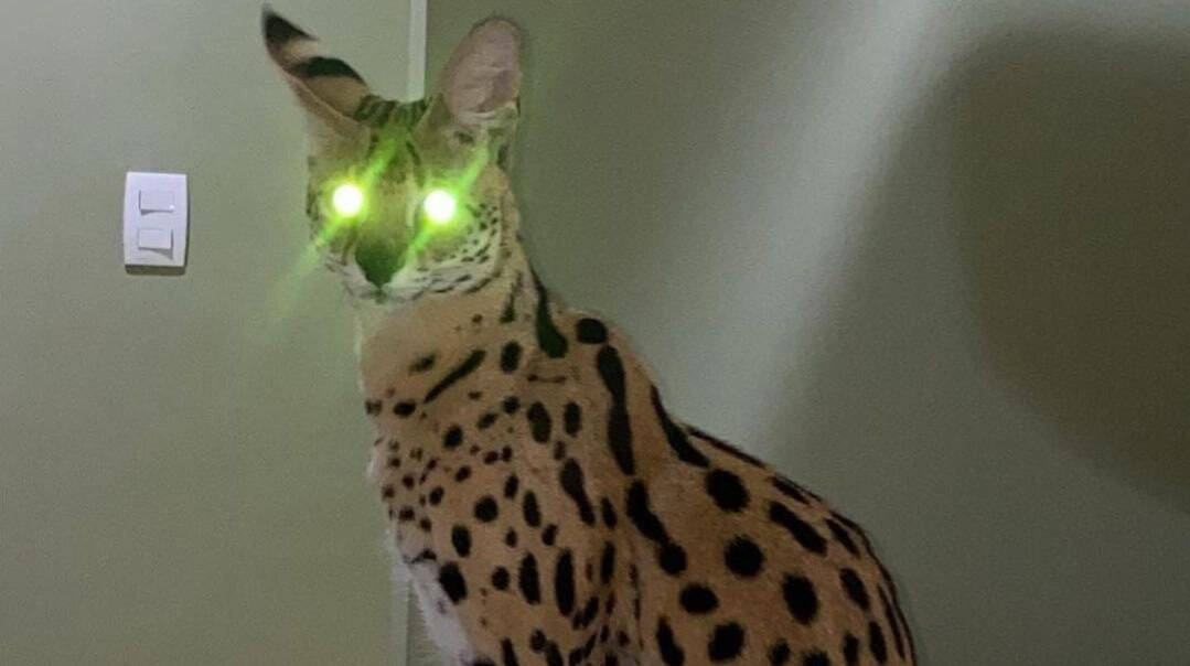 Oruam mostra seu gato da raça Savannah que chega a custar R$ 120 mil; conheça