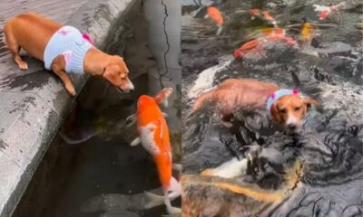 whatsapp image 2024 05 22 at 13.21.18