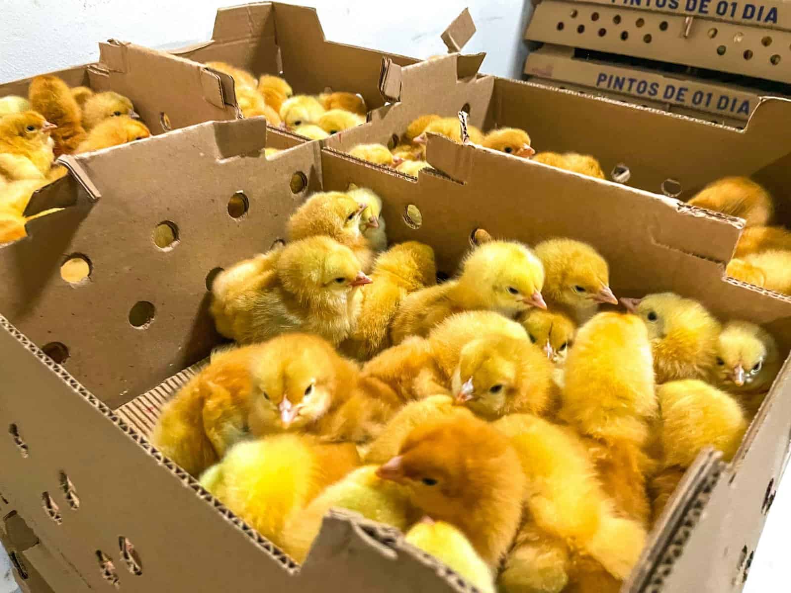 Secretaria de Agricultura entrega pintos caipiras a produtores rurais de quatro municípios como parte do Programa Pintos de 1 Dia