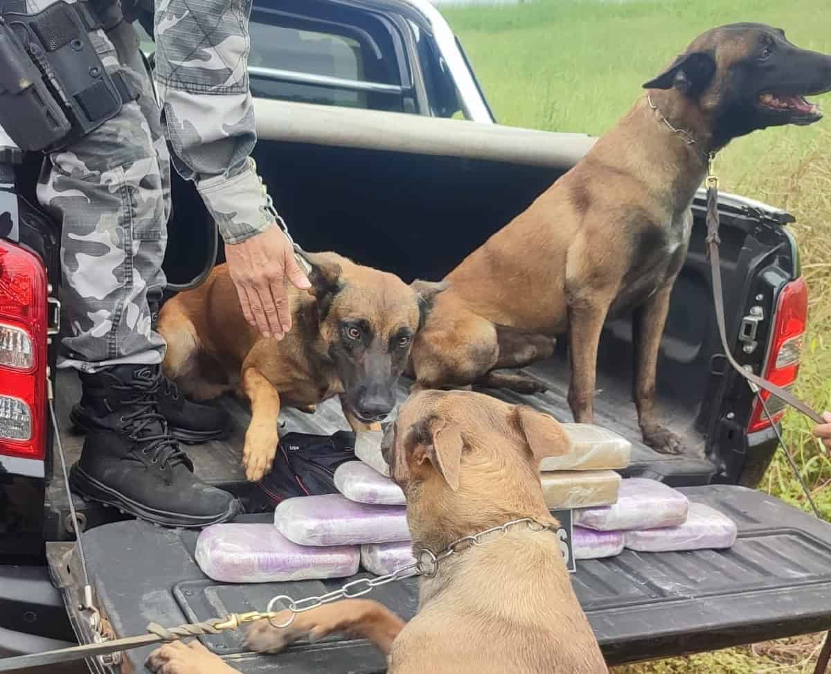 PM apreende mais de 11 quilos de cocaína em caminhão na BR 317