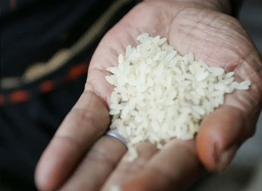 2024 05 15t141944z 1 lynxmpek4e0of rtroptp 4 bangladesh rice