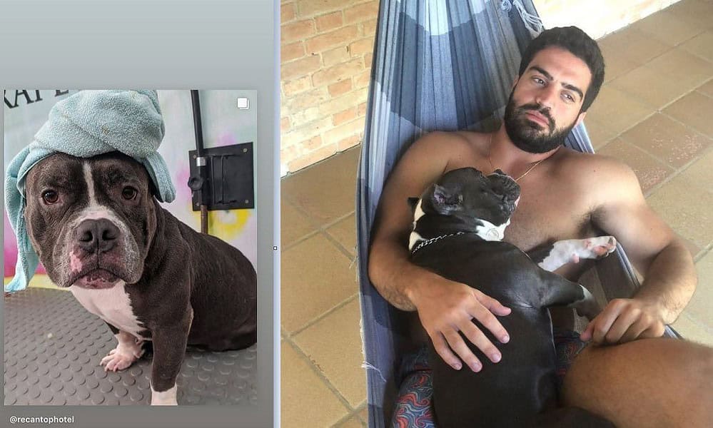 cachorrolatam cachorrolatam