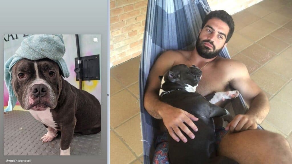 cachorrolatam