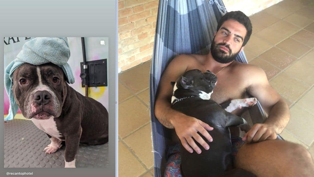Justiça de São Paulo condena Latam a pagar R$ 30 mil por morte de cachorro em voo