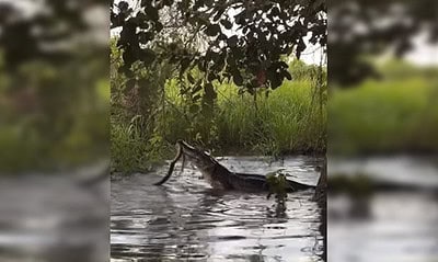 Imagem: Reprodução