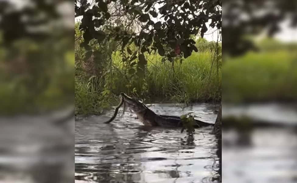 Imagem: Reprodução