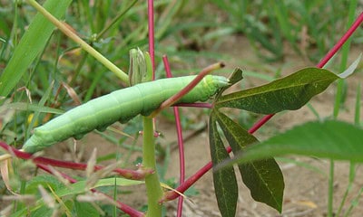 mandarava na mandioca 1000x600