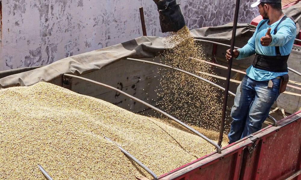 soja 2 marcos vicentti 1024×725 soja 2 marcos vicentti 1024x725