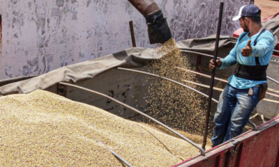 soja 2 marcos vicentti 1024×725 soja 2 marcos vicentti 1024x725