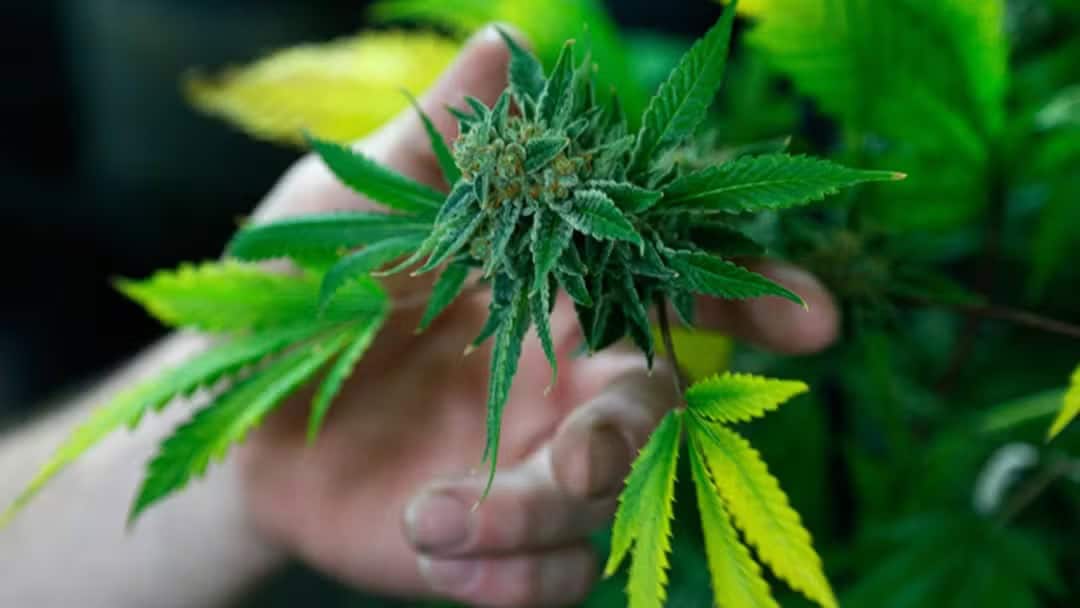 Porte de maconha: veja o que muda com a decisão do Supremo Tribunal Federal